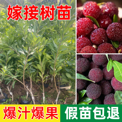 仙居东魁杨梅树树苗南方嫁接水晶水果树果苗早熟特大东槐当年结果 - 图1