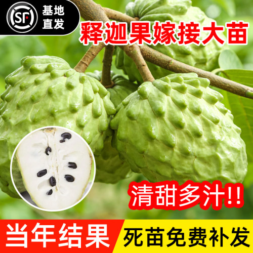 释迦果苗树带果凤梨奶油黄龙嫁接果树果苗庭院南方种植盆栽地栽苗 - 图1