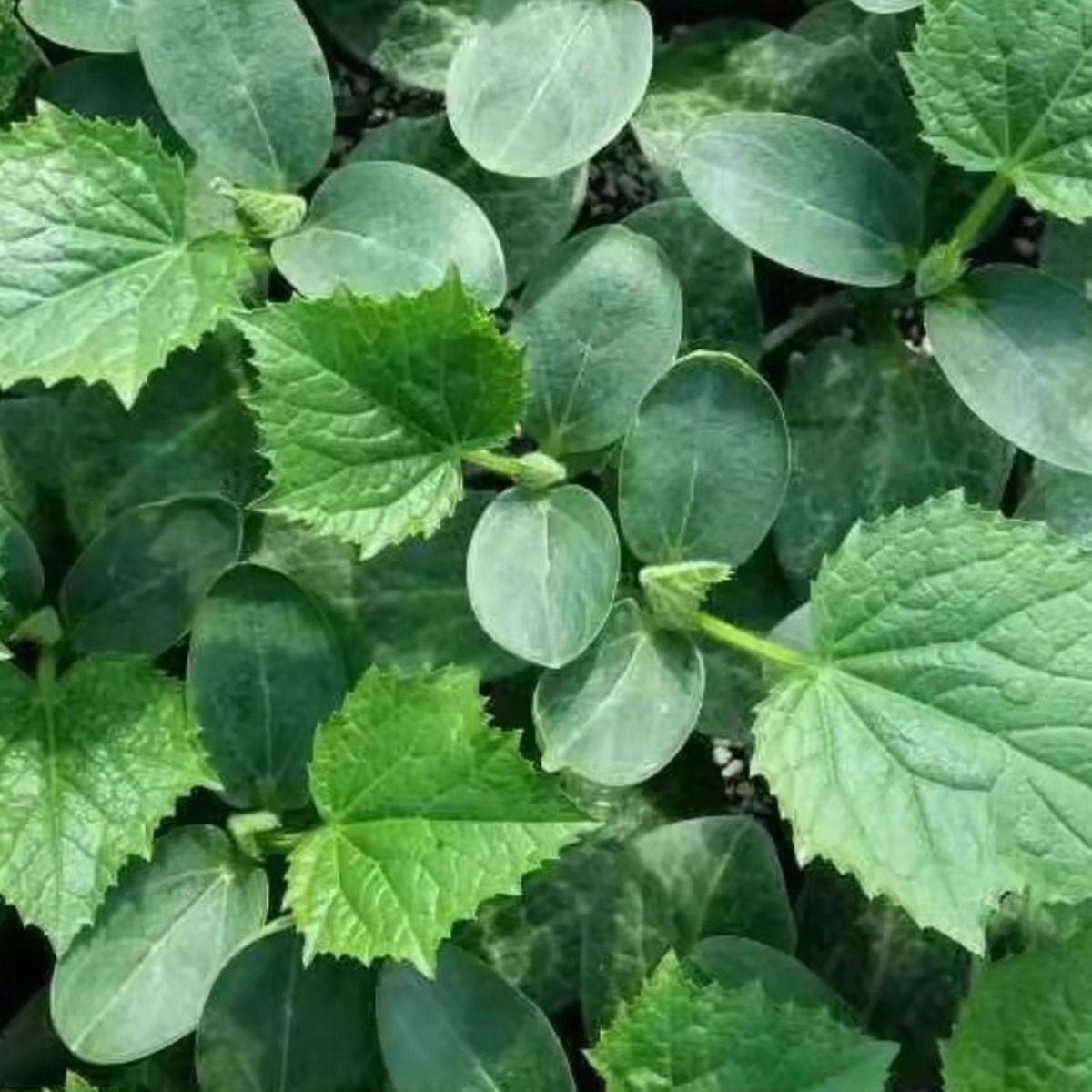 黄瓜苗秧苗嫁接苗水果油亮强雌青瓜旱小阳台盆栽蔬菜籽菜苗菜种孑,淘宝优惠券,粉丝福利购,淘宝优惠卷