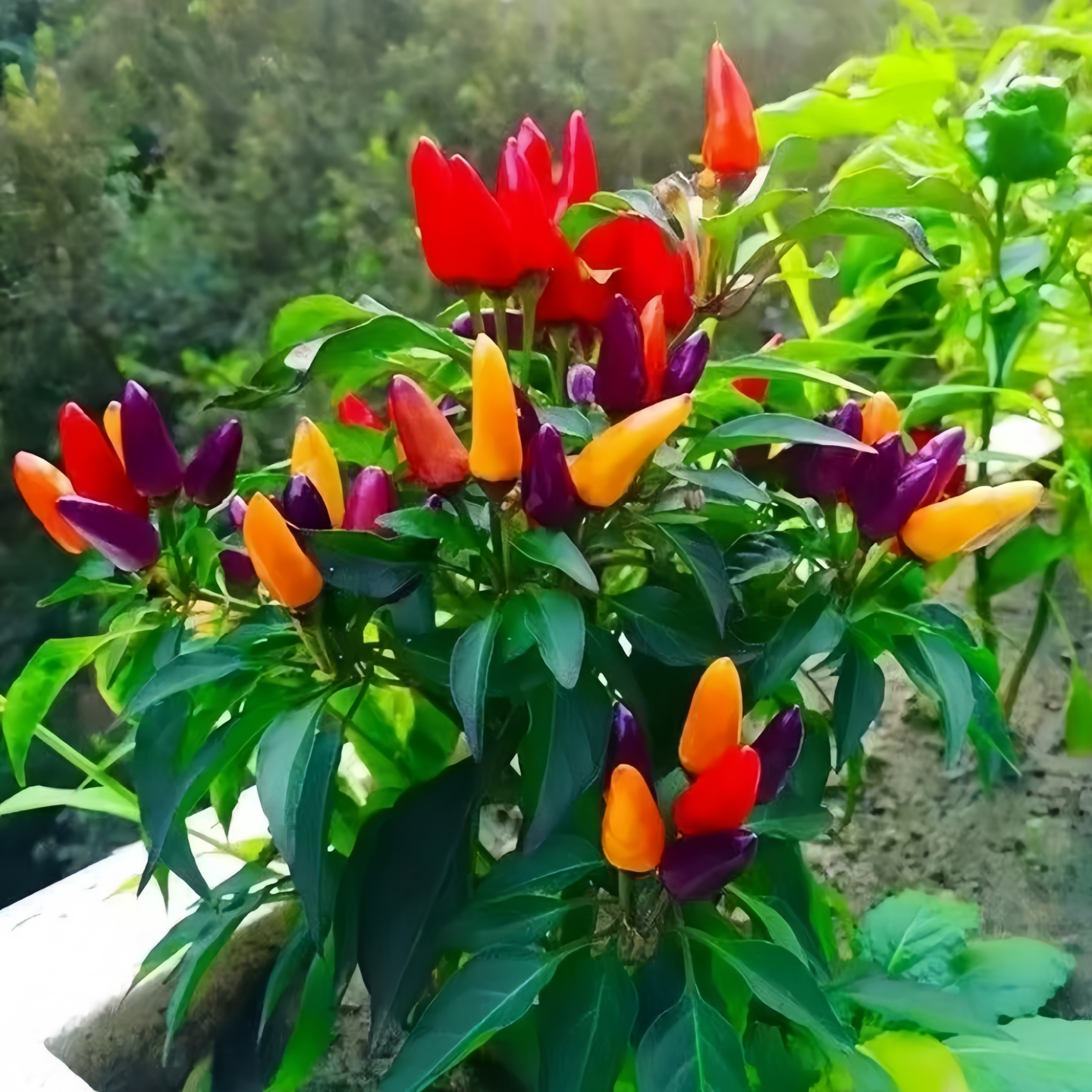 七彩椒苗辣椒苗秧苗四季小米五彩七彩椒种籽春季蔬菜苗盆栽阳台种,淘宝优惠券,粉丝福利购,淘宝优惠卷