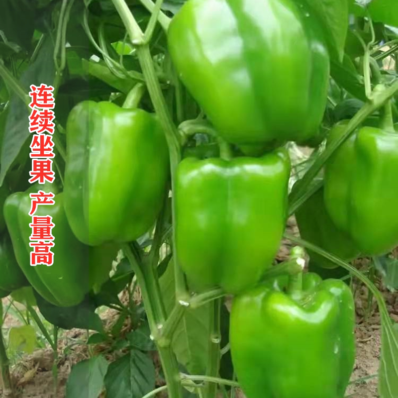 绿圆椒苗辣椒秧苗青椒甜椒太空椒树苗七彩灯笼红彩椒南方种蔬菜苗_虎窝淘