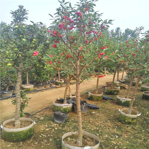 苹果树果苗特大嫁接红富士庭院室外果树南北方种植水果带土苹果苗 - 图1