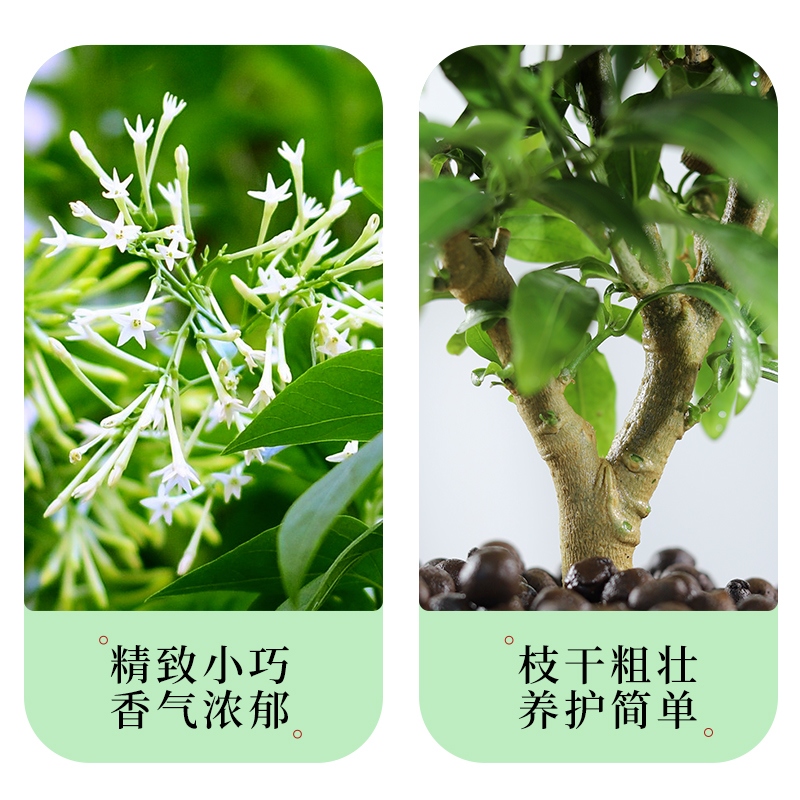 夜来香盆栽花树苗四季开花九里香花卉植物室内花阳台庭院驱蚊绿植 - 图2