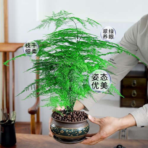 文竹盆栽植物室内大型盆景净化空气四季常青桌面绿植花卉苗好养活 - 图1