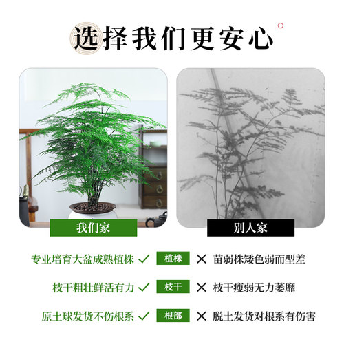 文竹盆栽植物室内大型盆景净化空气四季常青桌面绿植花卉苗好养活 - 图2