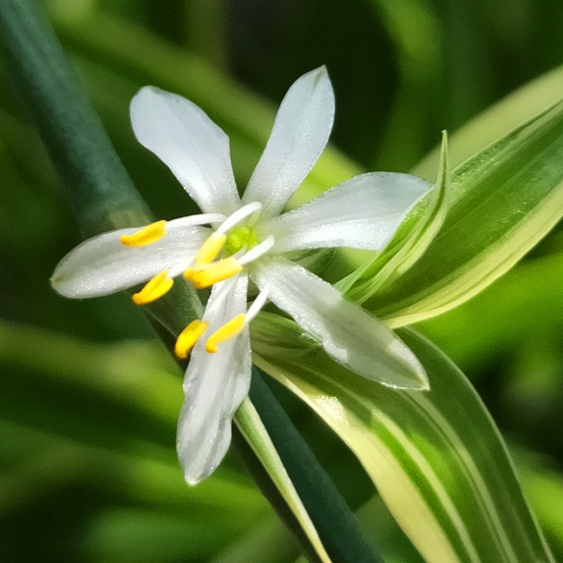 金边吊兰垂吊植物盆栽室内花吸除去甲醛桌面绿植水培好养易活花卉 - 图3