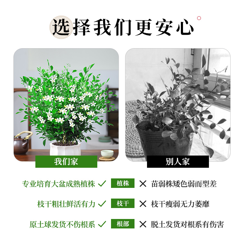 九里香盆栽四季开花卉植物室内花驱蚊千里眼七里香树苗绿植好养活-图2