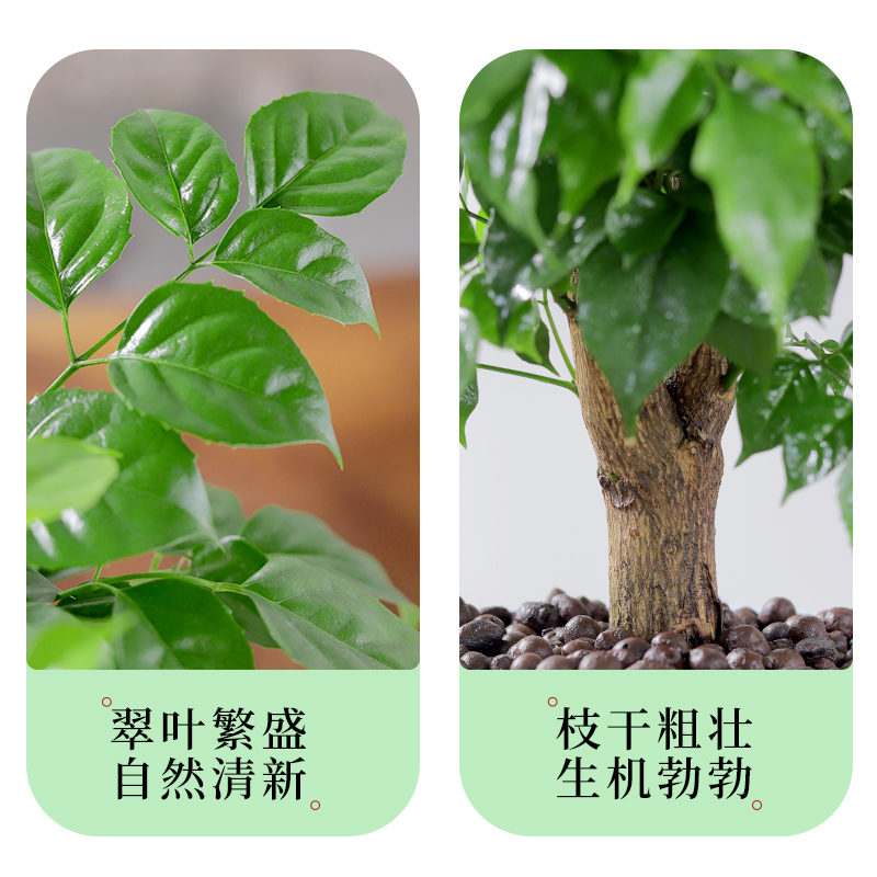 幸福树绿植盆栽室内植物平安树绿宝老桩大颗四季青吸甲醛花卉盆景 - 图2