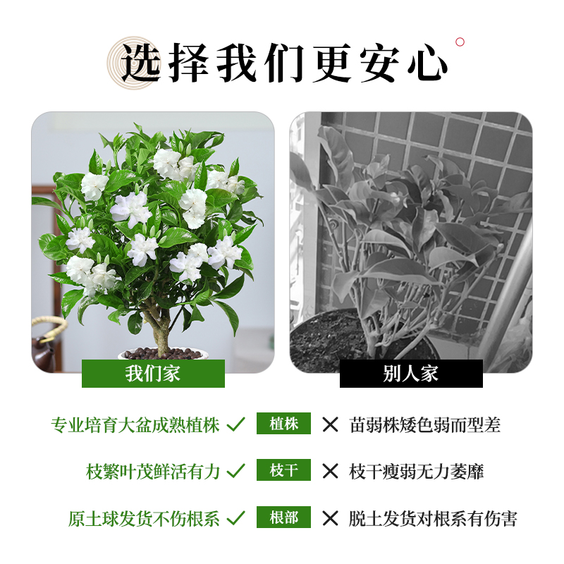 丁香花盆栽植物室内阳台四季开花九里香树苗狗牙花好养活花卉绿植 - 图3