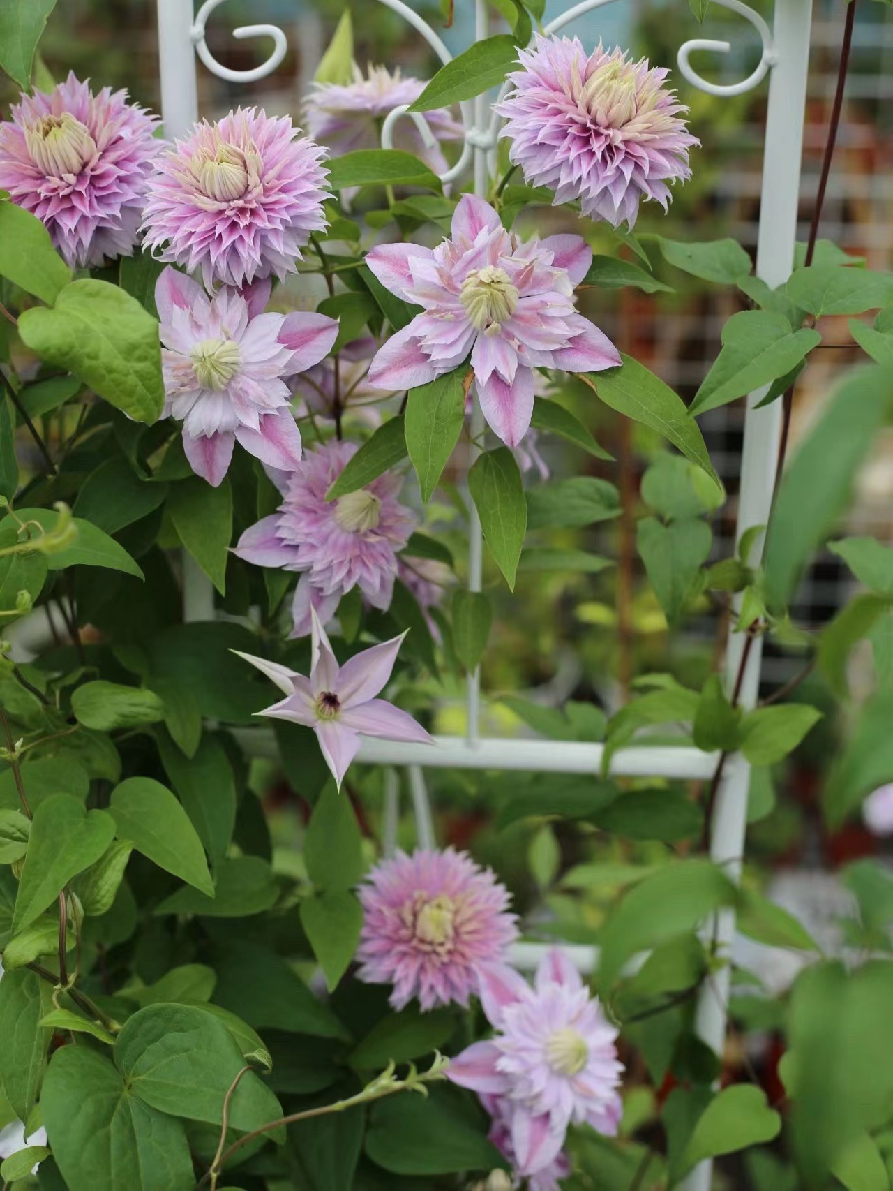 铁线莲盆栽小苗爬藤植物约瑟芬多季开花重瓣花卉植物藤本户外