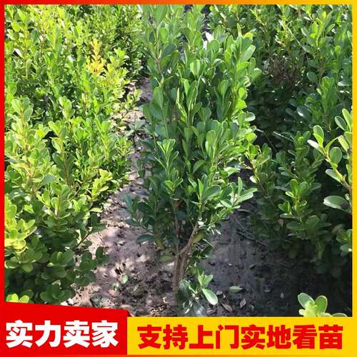 瓜子黄杨苗小叶黄杨苗黄杨树苗万年青庭院绿篱盆景树桩独杆黄杨球 - 图3