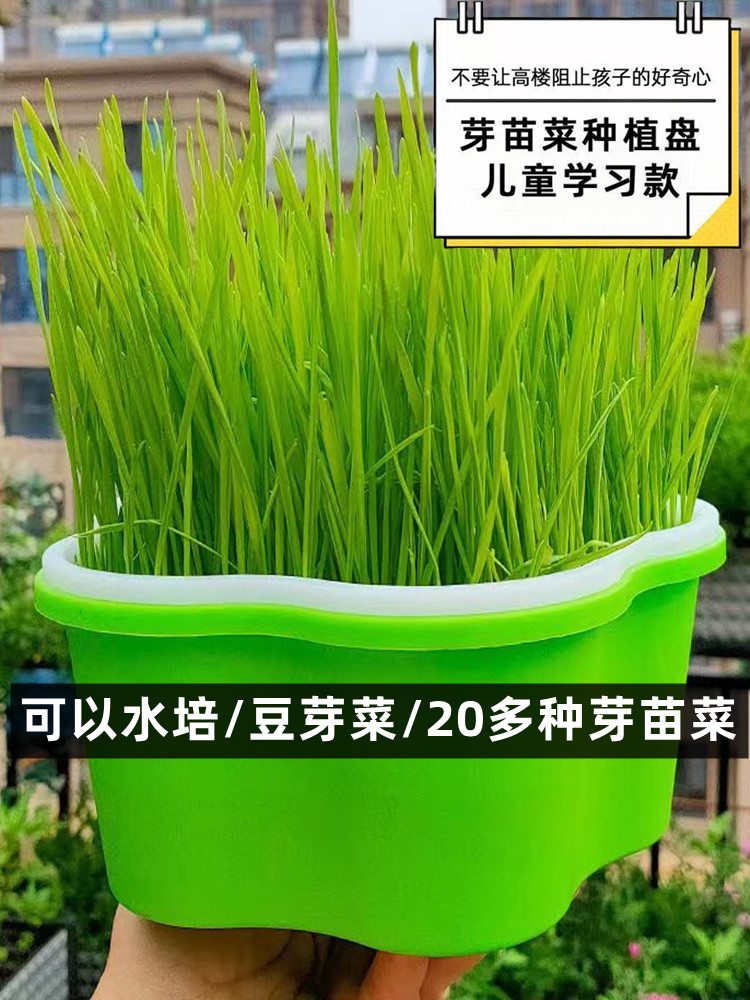 幼儿园植物儿童观察生长种植小学生盆栽发芽水培蔬菜芽苗菜育苗盘 - 图2