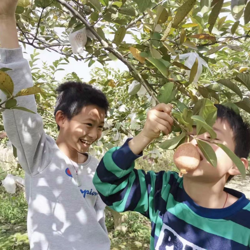 广州胭脂红番石榴儿时的味道软糯香甜芭乐鸡屎果低糖应季新鲜水果-图2