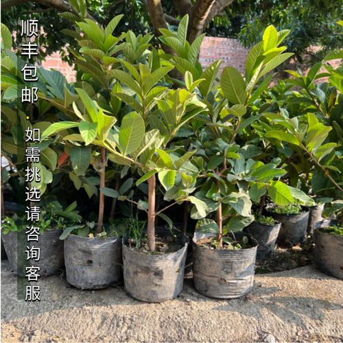 增城珍珠番石榴台湾芭乐高压树苗当年挂果四季爽脆甜阳台盆栽嫁接 - 图0