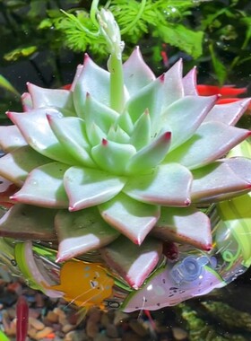 迷你水培游泳圈造景好养