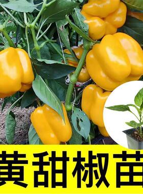 太空椒进口甜椒灯笼椒水果