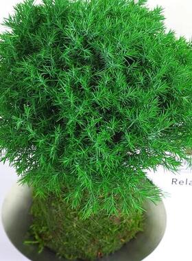 雾松盆栽水培苔藓球植物放
