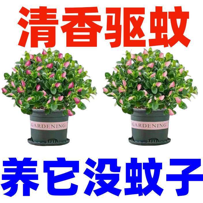 【驱蚊驱虫】金鱼吊兰盆栽室内客厅卧室好养耐热寒花卉绿植吸甲醛,淘宝优惠券,粉丝福利购,淘宝优惠卷