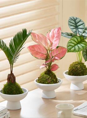 水培苔藓球植物室内桌面绿