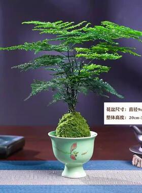 水培植物苔藓球文竹盆栽盆