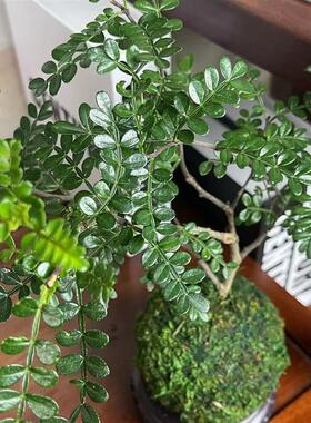 苔玉球清香木胡椒木盆栽桌