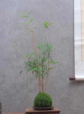 苔藓球植物米竹红观音竹金