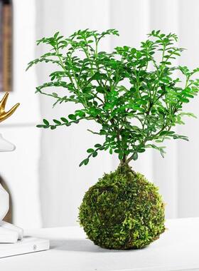 水培植物苔藓球清香木盆景
