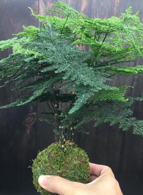 文竹苔藓球盆栽水培云竹青