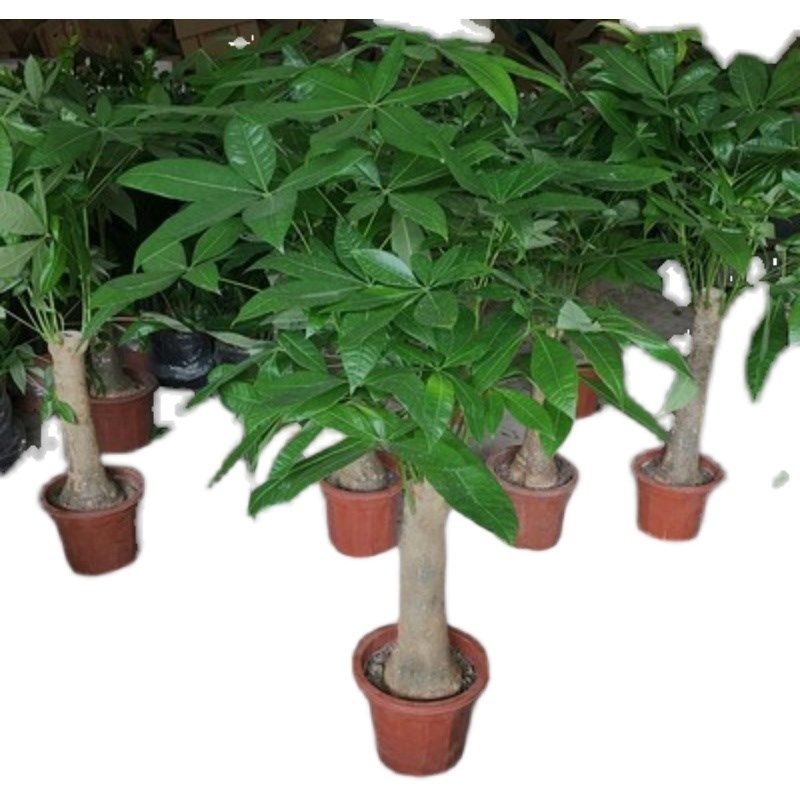 大型发财树盆栽客厅室内大盆景四季常青植物办公室招财绿植花卉,淘宝优惠券,粉丝福利购,淘宝优惠卷