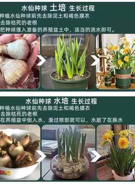 水仙花种球浓香型水培水仙