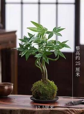 发财树苔藓球水培奇特造型