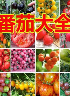 四季小番茄种子圣女果樱桃