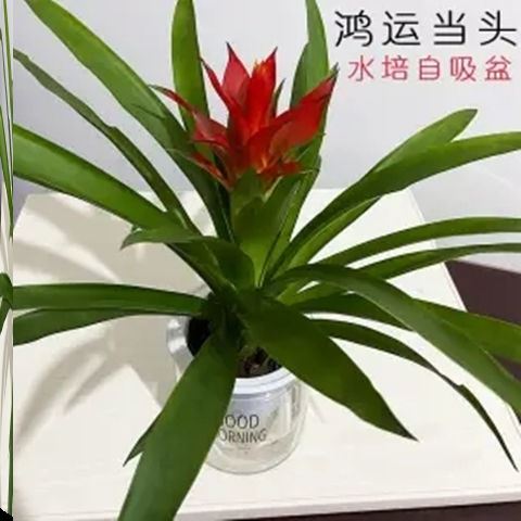 红运当头大盆景真花鸿运当头四季开花盆栽花卉水培植物室内绿植