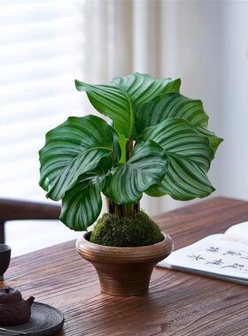 青苹果竹芋绿植水培植物苔