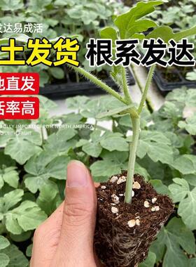 甜瓜种子羊角蜜绿宝石甜宝