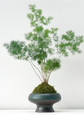 蓬莱松苔藓球室内净化空气