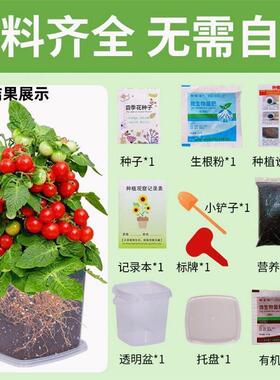 儿童种植小番茄盆栽向日葵
