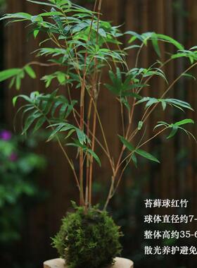 苔藓球水培植物懒人盆栽蕨