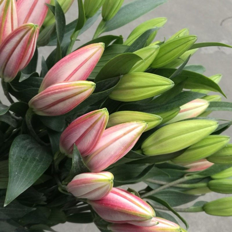 妈妈时尚2022年春秋季新款短风衣 雨婵中老年女装