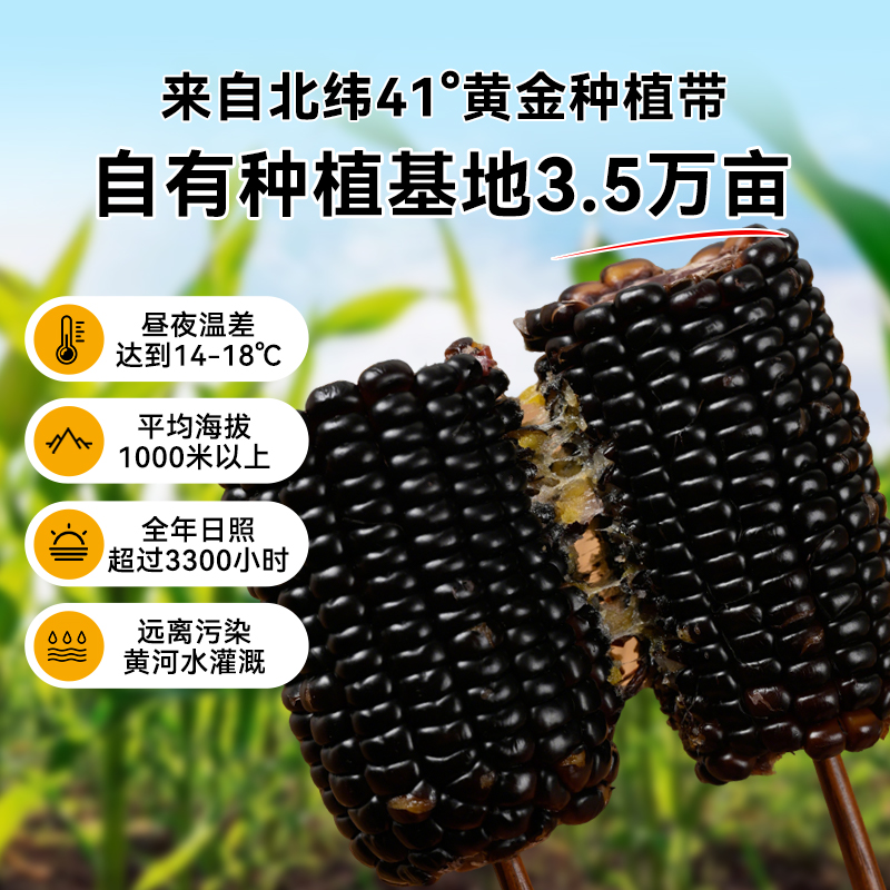 灶小美内蒙古黑糯玉米新鲜非东北即食粘黏苞米黑玉米代餐粗粮早餐