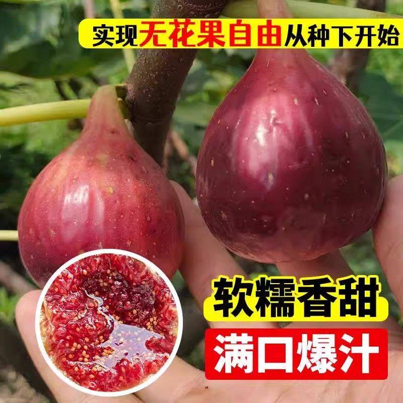 无花果树苗盆栽果树苗四季特大波姬红南北方阳台种植地栽当年结果,淘宝优惠券,粉丝福利购,淘宝优惠卷