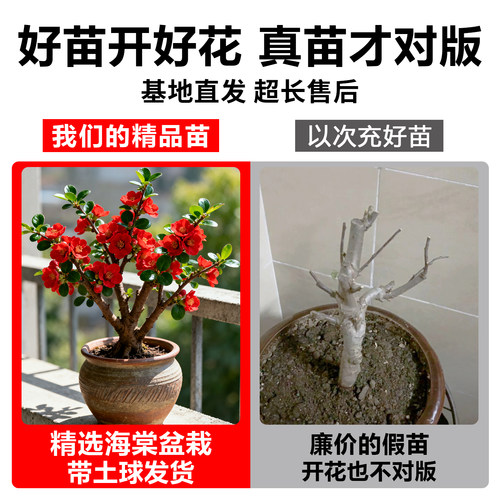 西府海棠花盆栽室内阳台庭院花园垂丝海棠盆景长寿冠海棠花卉植物 - 图0