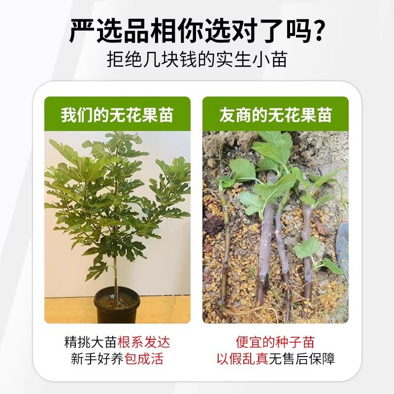 无花果树苗盆栽果树苗四季特大波姬红南北方阳台种植地栽当年结果,淘宝优惠券,粉丝福利购,淘宝优惠卷