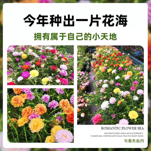 重瓣太阳花苗大花盆栽室内外庭院宿根混色植物绿植花卉多季开花 - 图3