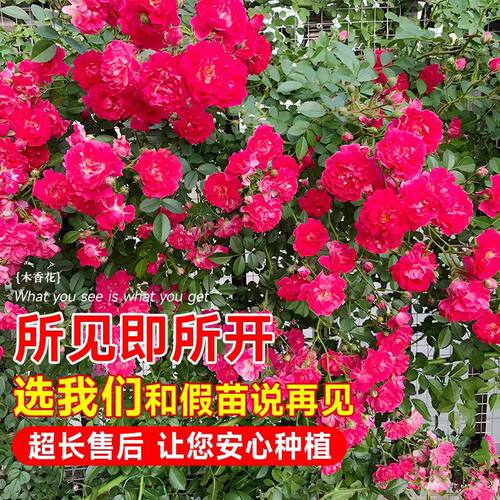 红木香花苗爬藤植物黄木香红木香重瓣蔷薇庭院藤蔓植物大苗多季节 - 图2