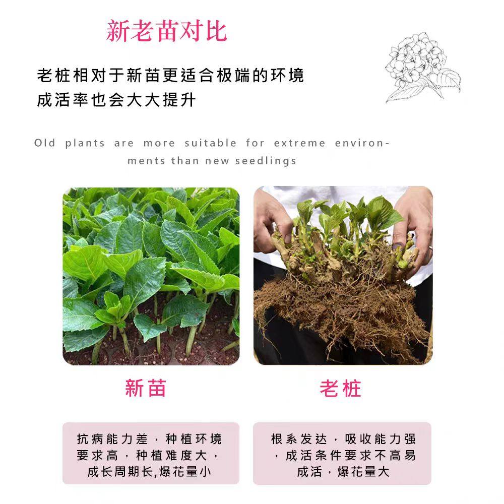 绣球花苗老桩无尽夏绣球花苗室内盆栽花卉植物室内阳台庭院易养活,淘宝优惠券,粉丝福利购,淘宝优惠卷