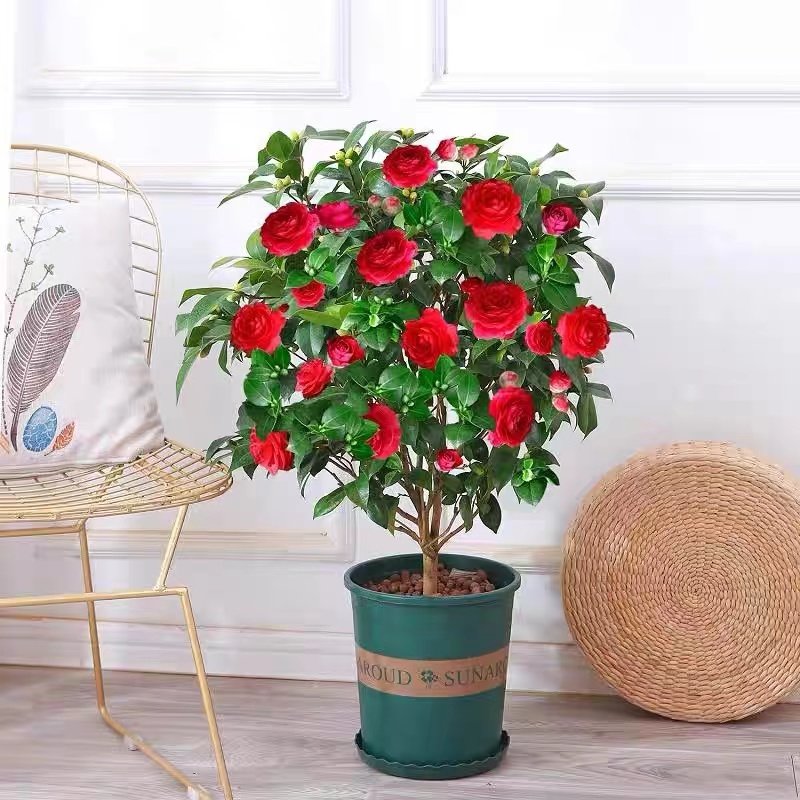 四季茶花树苗带花苞盆栽香妃山茶花室内绿植红赤丹花四季常青好养,淘宝优惠券,粉丝福利购,淘宝优惠卷