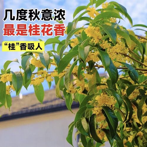 桂花树苗地栽四季常青桂花树金桂丹桂大树苗庭院植物阳台浓香花卉 - 图0