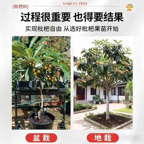 枇杷果苗无核砂糖枇杷苗无核枇杷树苗嫁接盆栽特大庭种植当年结果 - 图2