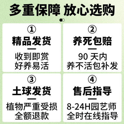 西府海棠花盆栽室内阳台庭院花园垂丝海棠盆景长寿冠海棠花卉植物 - 图3